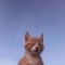kirvykat