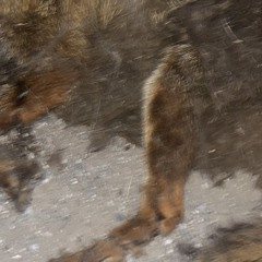 stardog