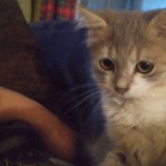 awesomecat2011