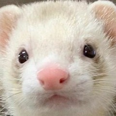 DJ Scrach Ferret