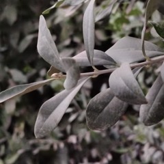 يوسف.