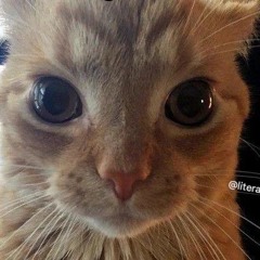 ﹋