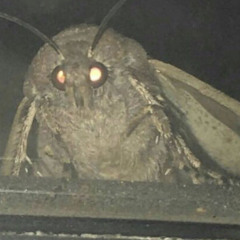 isaac