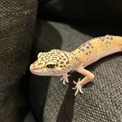 toco