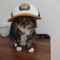 Matei ratte