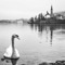 Swan Burn