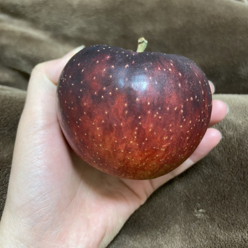 Sài Gòn đau lòng quá  Hứa Kim Tuyền  Bản Cover tiếng Nhật