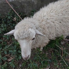 Alfonso