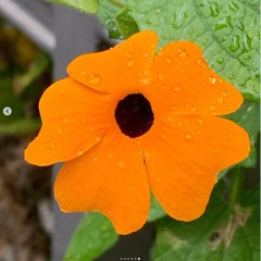 Estere Betija Grāvere