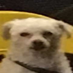 Hoz