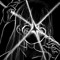 not_gradus
