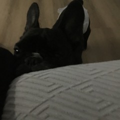 ʝυʝυ