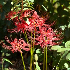 Clusteramaryllis54