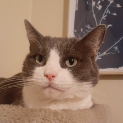 TheGreyCat1026