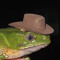 southern froggo