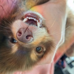 Enzo