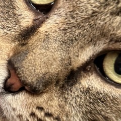 mana.