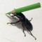 bug*