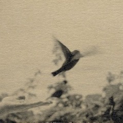 AM
