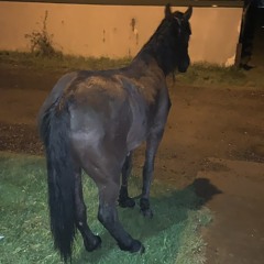 tasi
