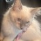 kittyshzz