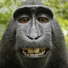 IamMonkee
