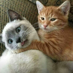 Trần Ngọc Minh Thư