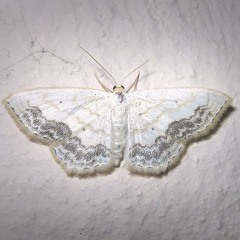 hekima