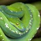 Mary_Snake-Lizard