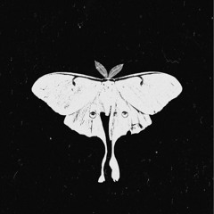 Paper moth