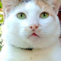 Ｋｏｕｔｅｉ 皇帝