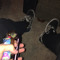 Covello_Bxtch