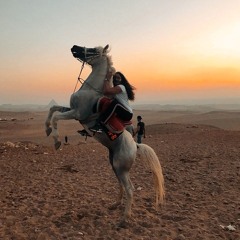 مشمش