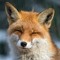 🦊ilovefoxes6🦊