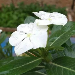 jasmine flower