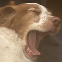 Ringo Doggo