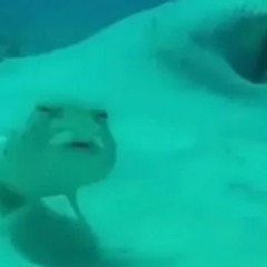 а\огурец
