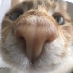 jaisonndiazz_