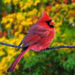 Gaybird