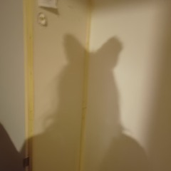 lucystraycat
