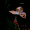 Nabeela Fatima