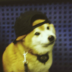 Shibi