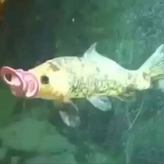 ilistentojawkwardexclusively