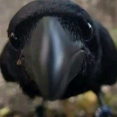 私はペニスを吸うのが大好きです