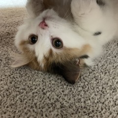 가찰치