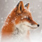 FlufferFox21