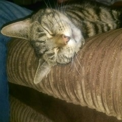 innovation in the dam