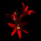 spyder lily