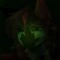 ROTTENMOONLIGHT