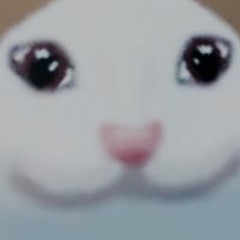 Kitty Boi